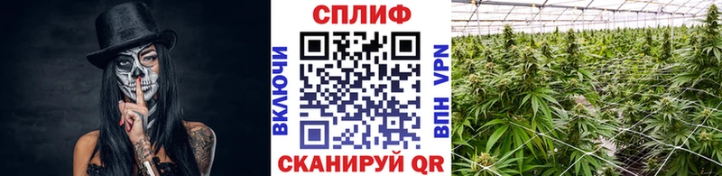 Каннабис семена Артём